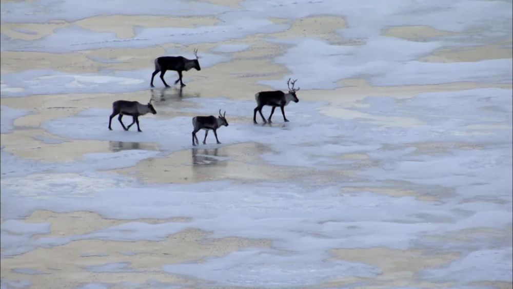 地球|它们为冬储奔波，是靠智勇生存的时节！21：00【地球四季 4】