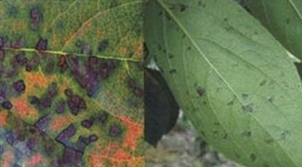 病虫害防治|专家细谈，柿子树病虫害防治技术，这几个方法收藏备用