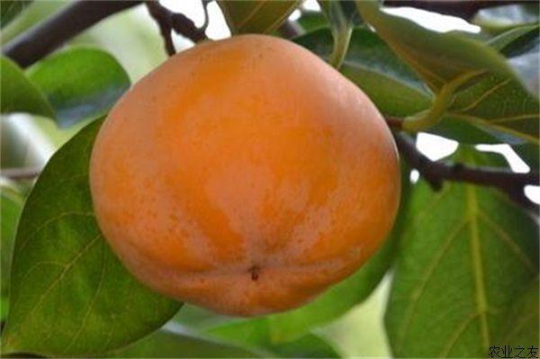 病虫害防治|专家细谈，柿子树病虫害防治技术，这几个方法收藏备用