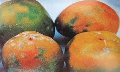 病虫害防治|专家细谈，柿子树病虫害防治技术，这几个方法收藏备用