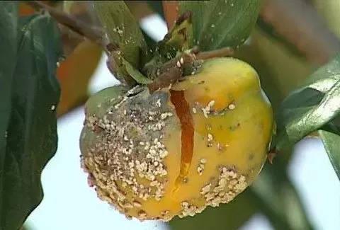 病虫害防治|专家细谈，柿子树病虫害防治技术，这几个方法收藏备用