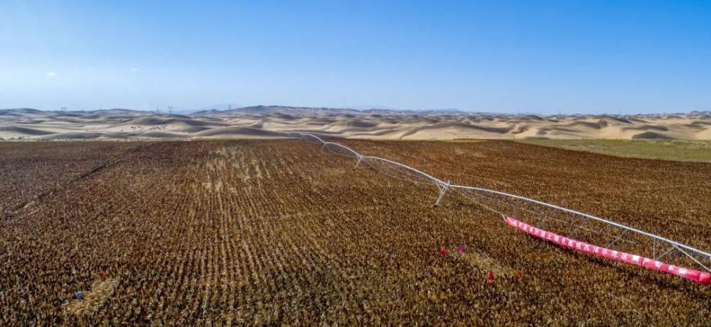 2019年10月24日,内蒙古乌兰布和沙漠"沙漠土壤化"中试科研基地种植的