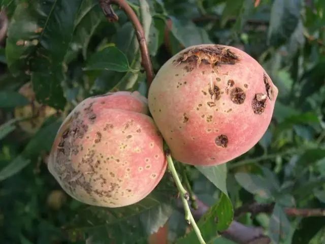 桃果面"满脸雀斑",严重影响观感,怎么改善才能立竿见影呢?