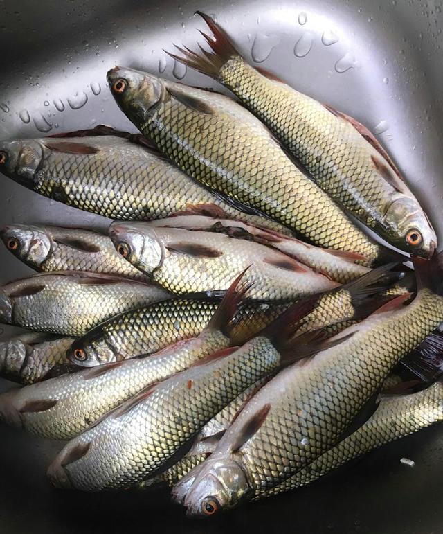珠江红眼鱼泛滥,数量多却太难吃,有人钓起又丢回水中