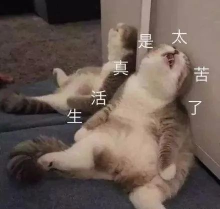 艺考|盘点娱乐圈历届艺考状元，他们现在都怎么样了？