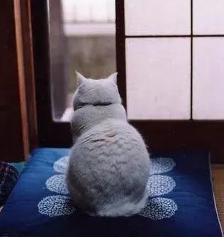 一组软萌的猫咪背影图片太治愈了怎么都看不够