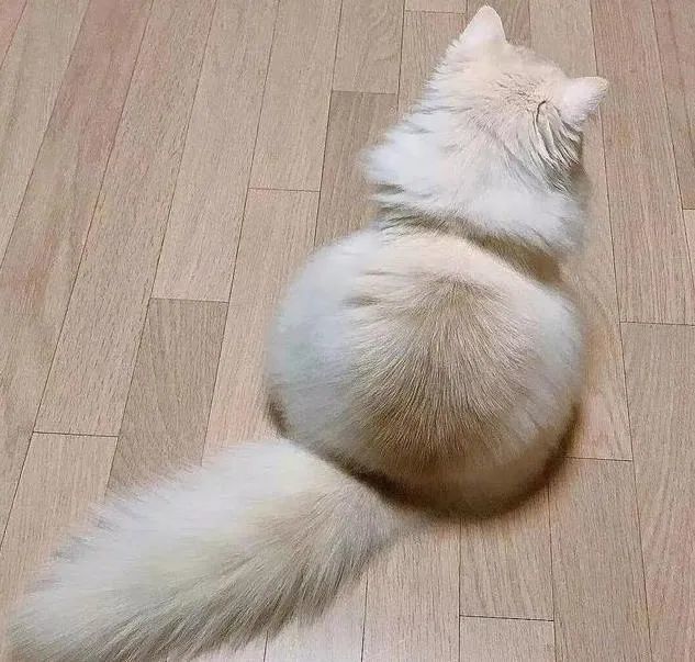 一组软萌的猫咪背影图片太治愈了怎么都看不够