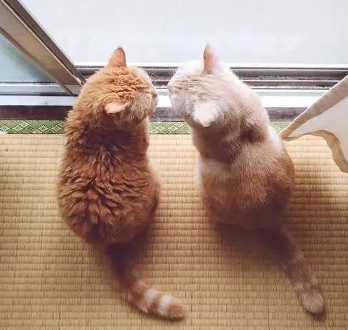 一组软萌的猫咪背影图片太治愈了怎么都看不够