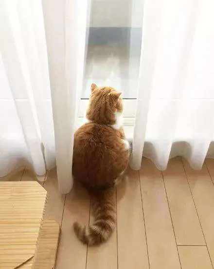 一组软萌的猫咪背影图片太治愈了怎么都看不够