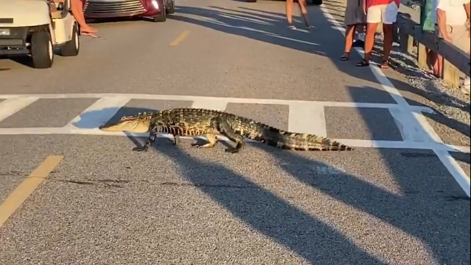 鳄鱼|三只鳄鱼横穿斑马线过桥游泳，游客惊叹：鳄鱼比人更懂守法