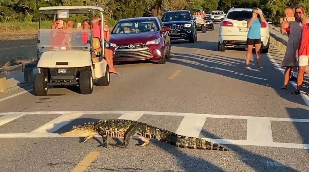 鳄鱼|三只鳄鱼横穿斑马线过桥游泳，游客惊叹：鳄鱼比人更懂守法