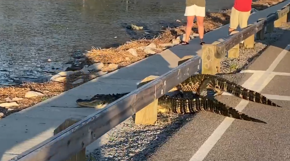 鳄鱼|三只鳄鱼横穿斑马线过桥游泳，游客惊叹：鳄鱼比人更懂守法