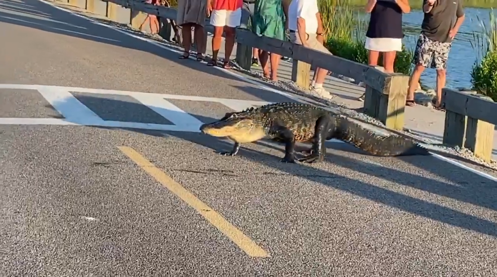 鳄鱼|三只鳄鱼横穿斑马线过桥游泳，游客惊叹：鳄鱼比人更懂守法