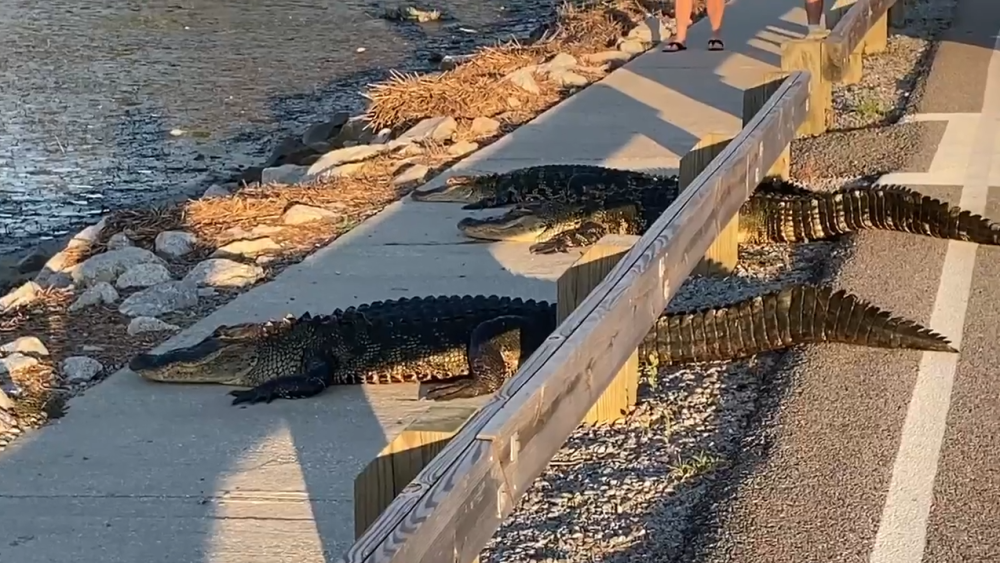 鳄鱼|三只鳄鱼横穿斑马线过桥游泳，游客惊叹：鳄鱼比人更懂守法
