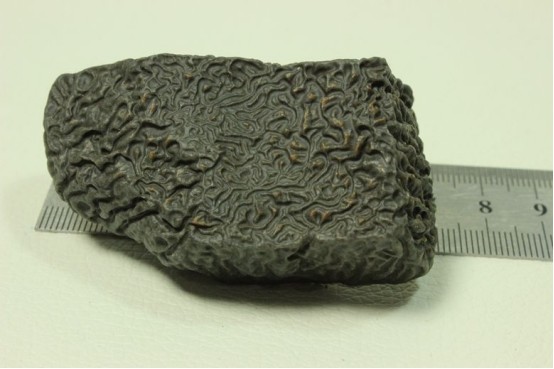 男子傻乎乎捡到一颗"羊粪",专家:劝你主动上交