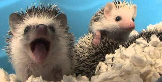 为何说刺猬是蛇的克星,它有啥秘密武器?看刺猬打蛇现场你就知道