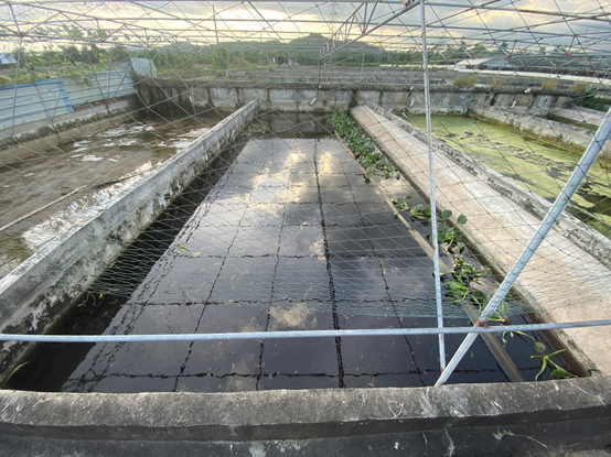 叮!您有一份甲鱼养殖服务待阅!_腾讯新闻