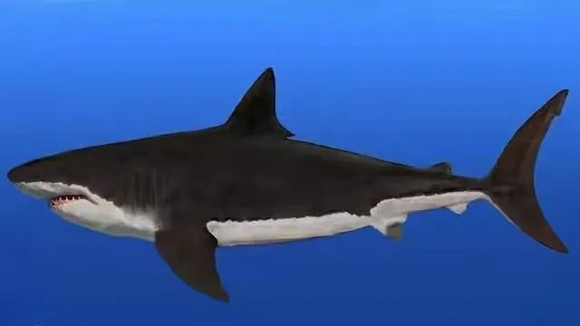 巨齿鲨的样子图片