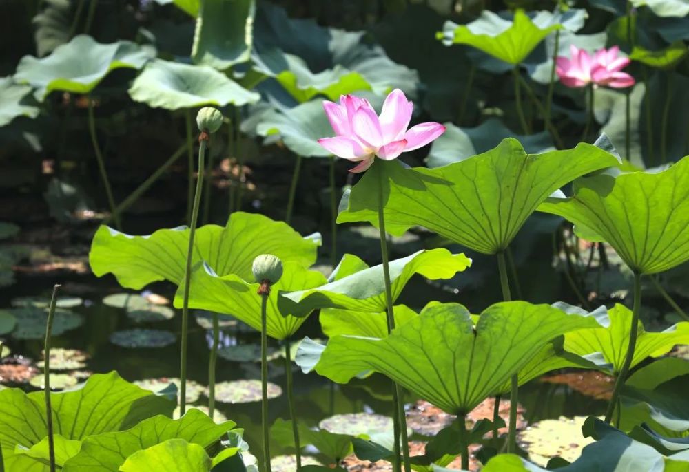 颐和园|冉冉香！颐和园再现“莲红缀雨”