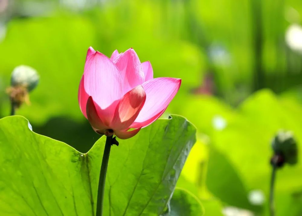 颐和园|冉冉香！颐和园再现“莲红缀雨”
