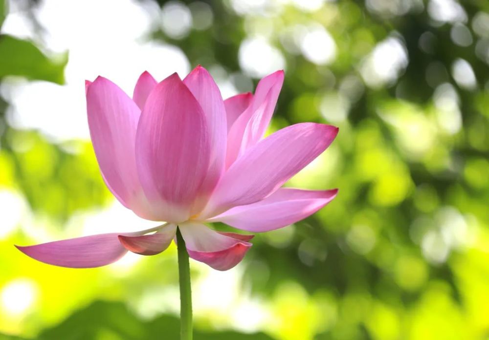 颐和园|冉冉香！颐和园再现“莲红缀雨”