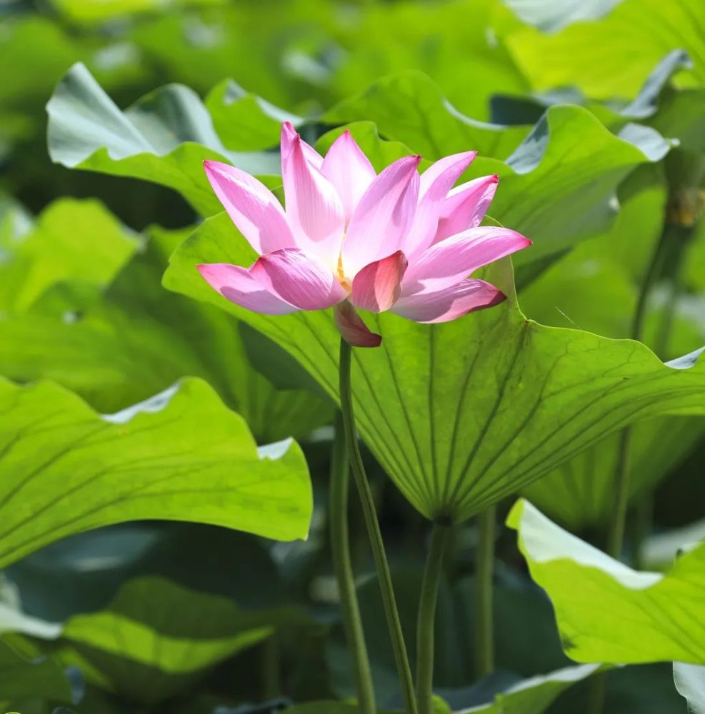 颐和园|冉冉香！颐和园再现“莲红缀雨”