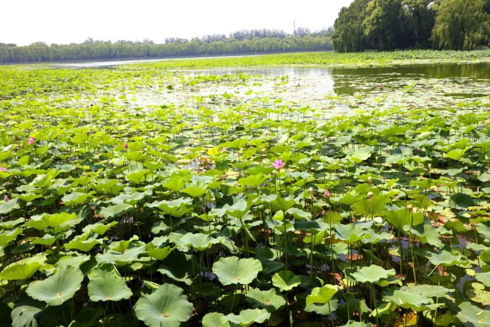 颐和园|冉冉香！颐和园再现“莲红缀雨”