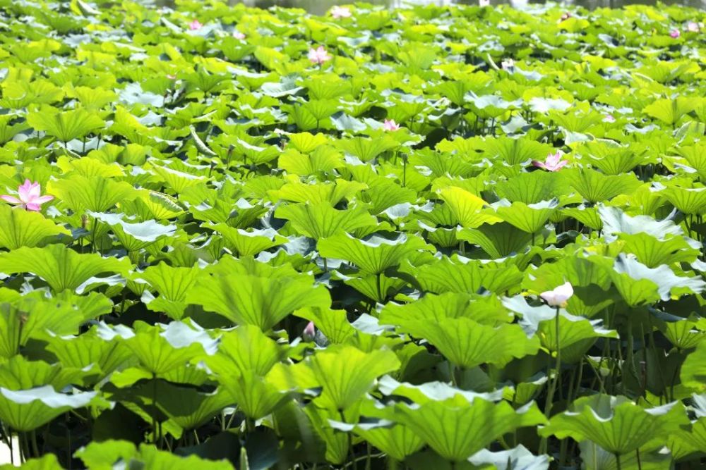 颐和园|冉冉香！颐和园再现“莲红缀雨”