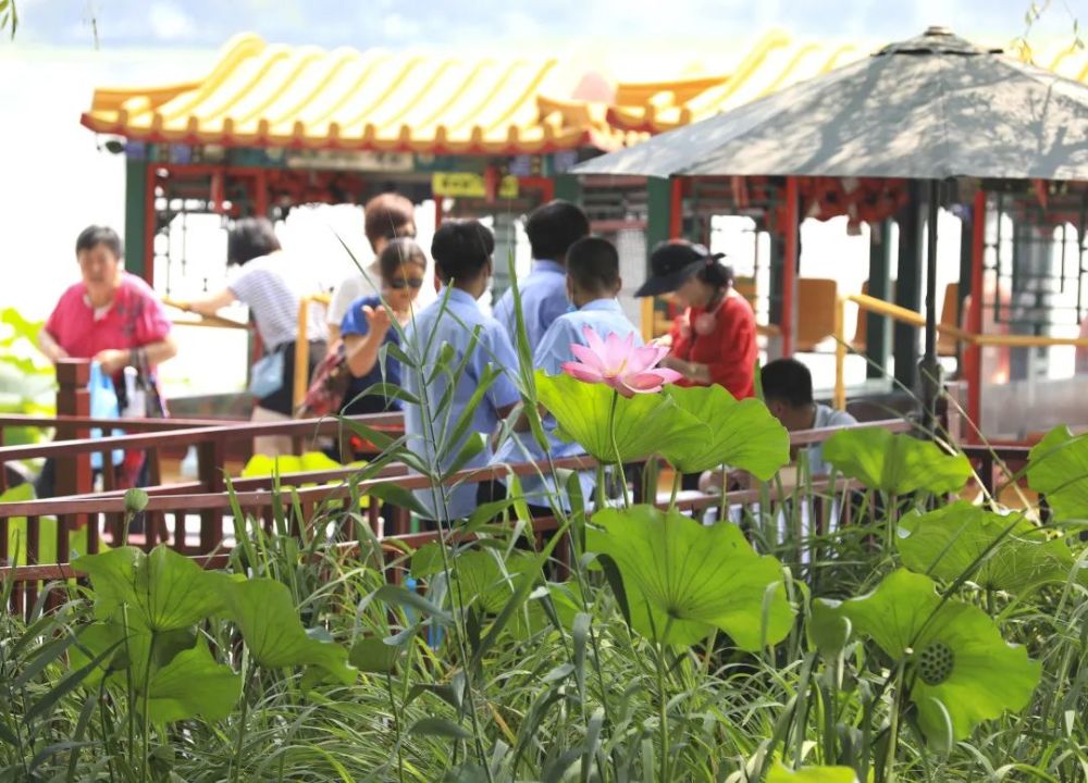 颐和园|冉冉香！颐和园再现“莲红缀雨”