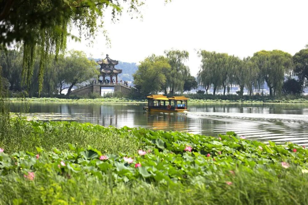 颐和园|冉冉香！颐和园再现“莲红缀雨”
