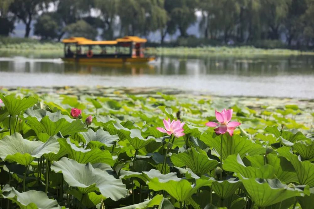 颐和园|冉冉香！颐和园再现“莲红缀雨”