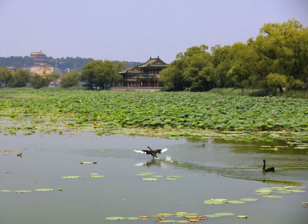 颐和园|冉冉香！颐和园再现“莲红缀雨”
