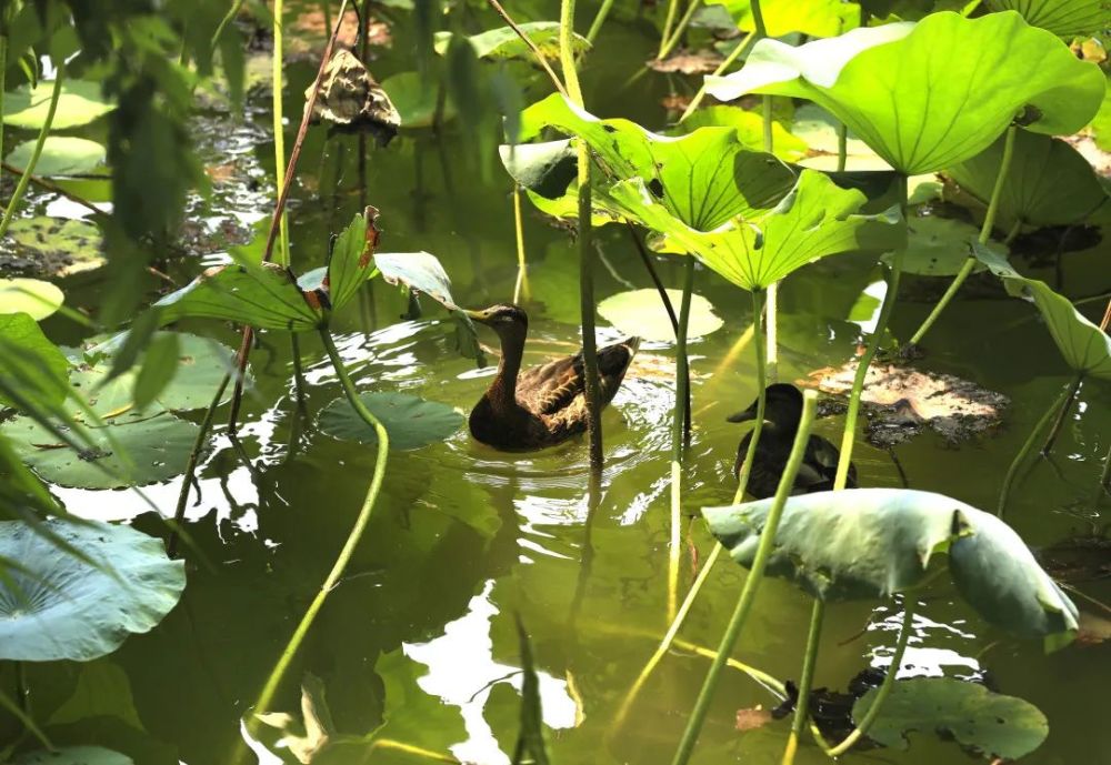 颐和园|冉冉香！颐和园再现“莲红缀雨”