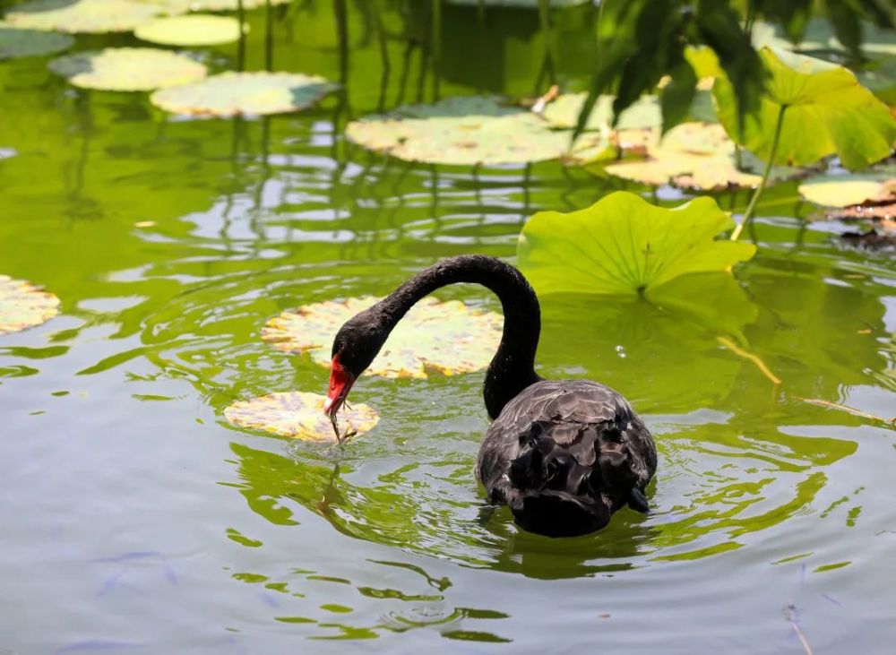 颐和园|冉冉香！颐和园再现“莲红缀雨”