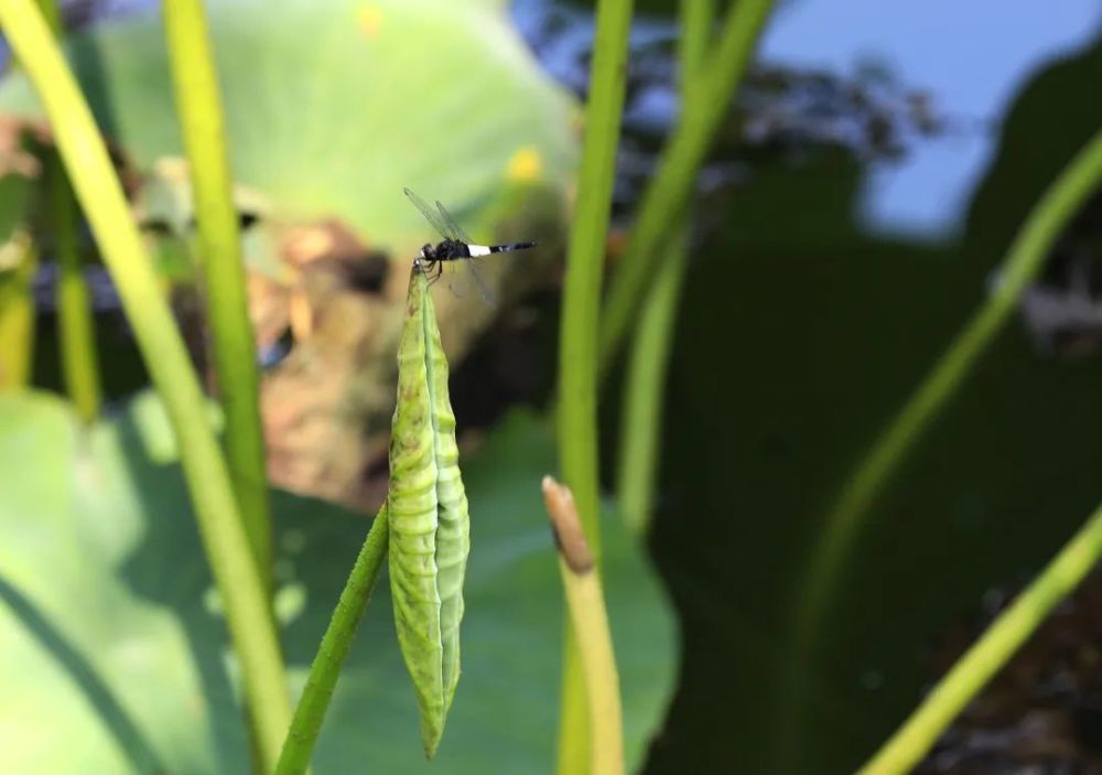 颐和园|冉冉香！颐和园再现“莲红缀雨”