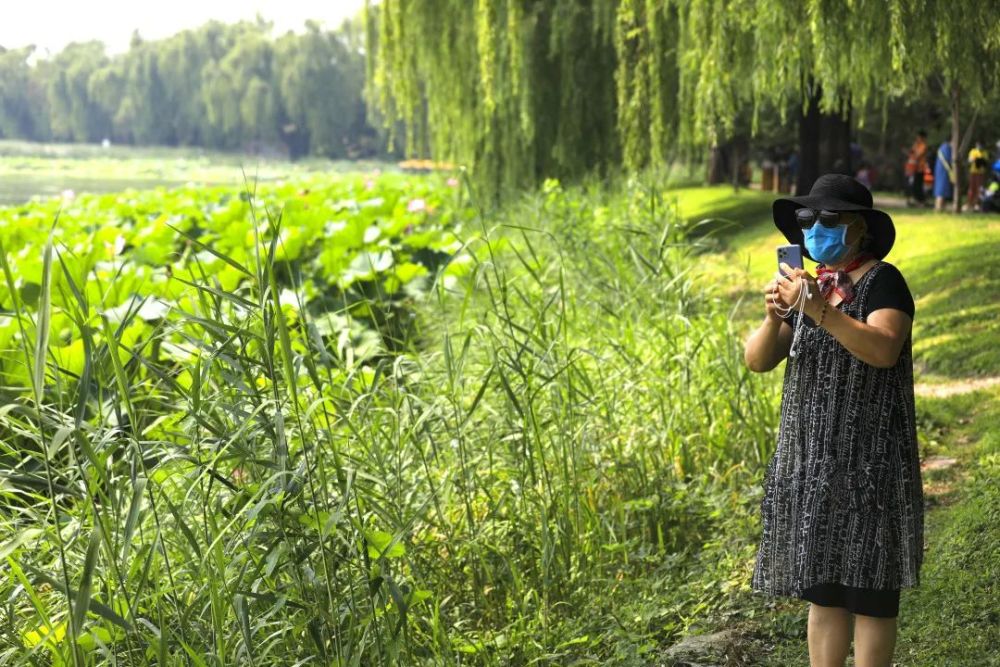 颐和园|冉冉香！颐和园再现“莲红缀雨”