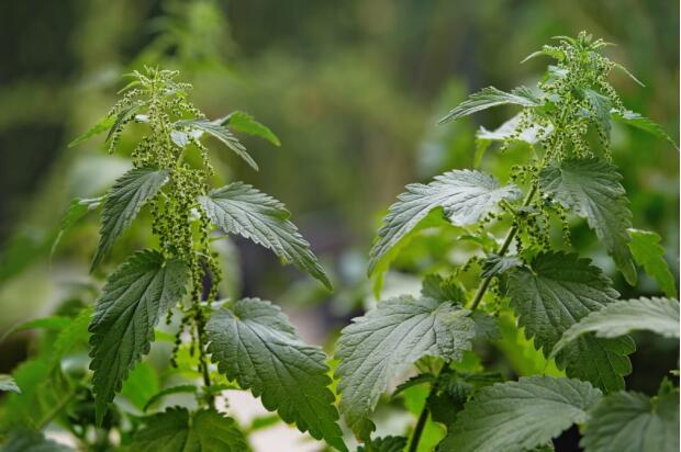 荒野维生野菜系列欧荨麻
