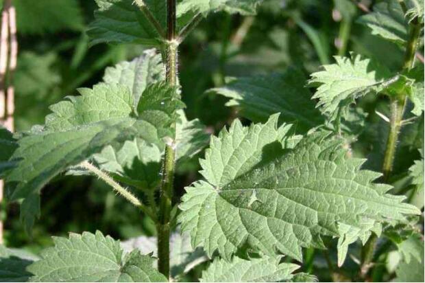 荒野维生野菜系列—欧荨麻