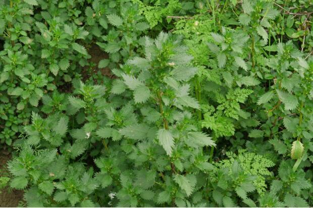 荒野维生野菜系列—欧荨麻