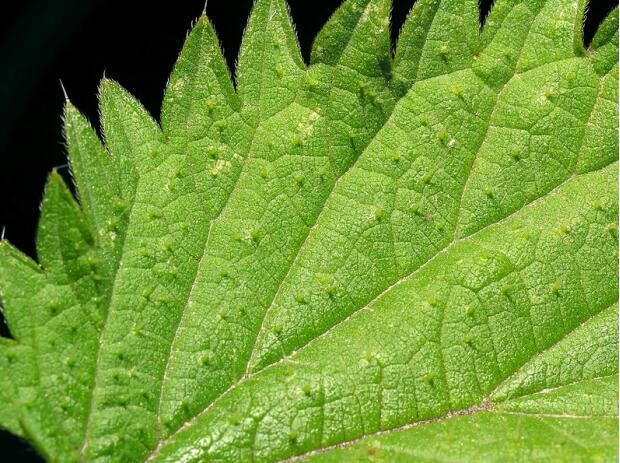 荒野维生野菜系列—欧荨麻