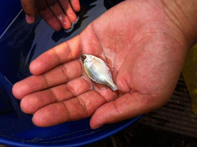 河蚌|农村的“屎光皮”鱼，以前都不要吃的，现在怎么变成香饽饽了