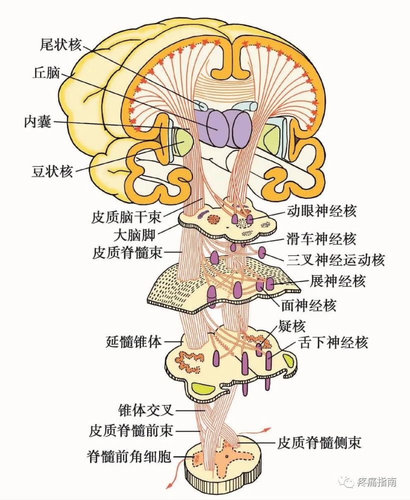 运动系统临床解剖 腾讯新闻