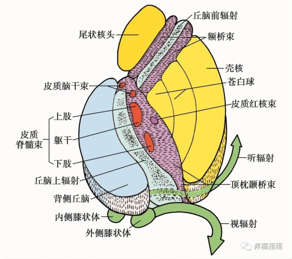 运动系统临床解剖 腾讯新闻