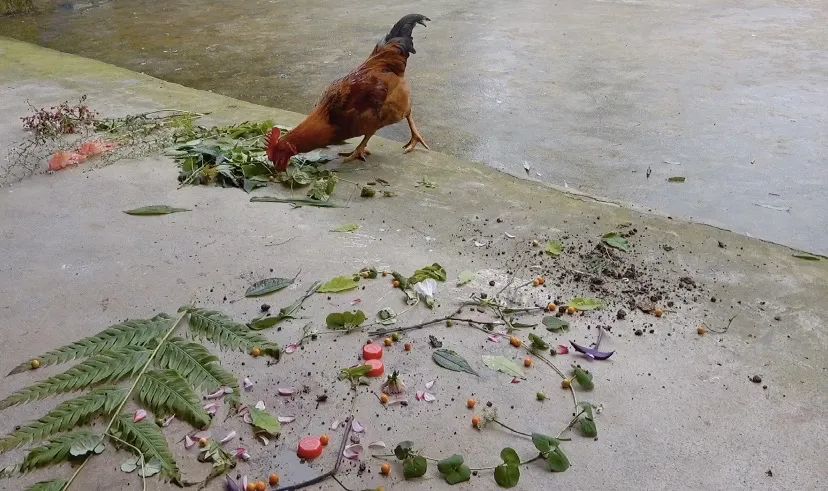 疫情|回归大自然妈妈的怀抱，随处都是最好的课堂