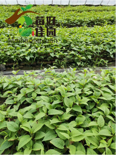 莓好佳园如何挑选合格的奇异莓果苗