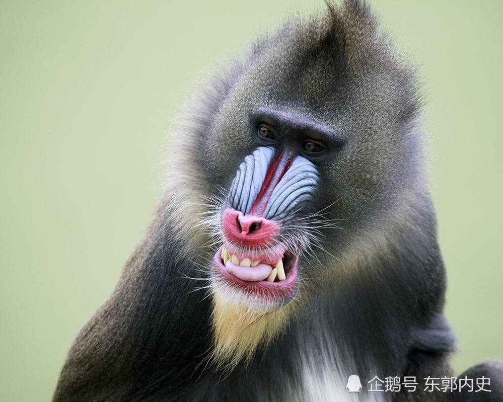 中国有狒狒么?古人为它创造了个很形象的字_腾讯新闻