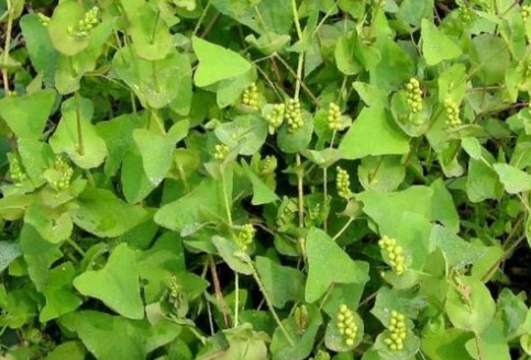 俗称蛇不过,浑身长满倒刺,农村娃当零食吃,晒干后20元1斤