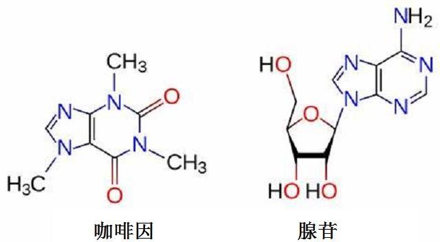 咖啡因与受体结合后,却不会发生腺苷的作用.