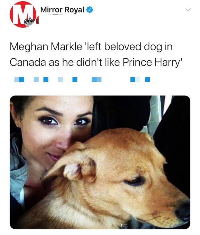 梅根王妃|梅根王妃人设翻车？曝其为嫁王室弃爱犬3年，被疑虚伪形象难挽回