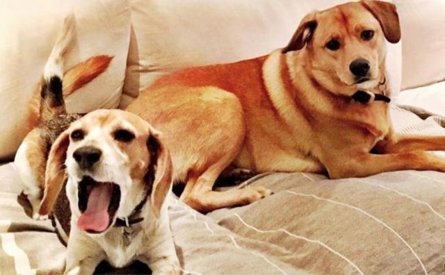 梅根王妃|梅根王妃人设翻车？曝其为嫁王室弃爱犬3年，被疑虚伪形象难挽回